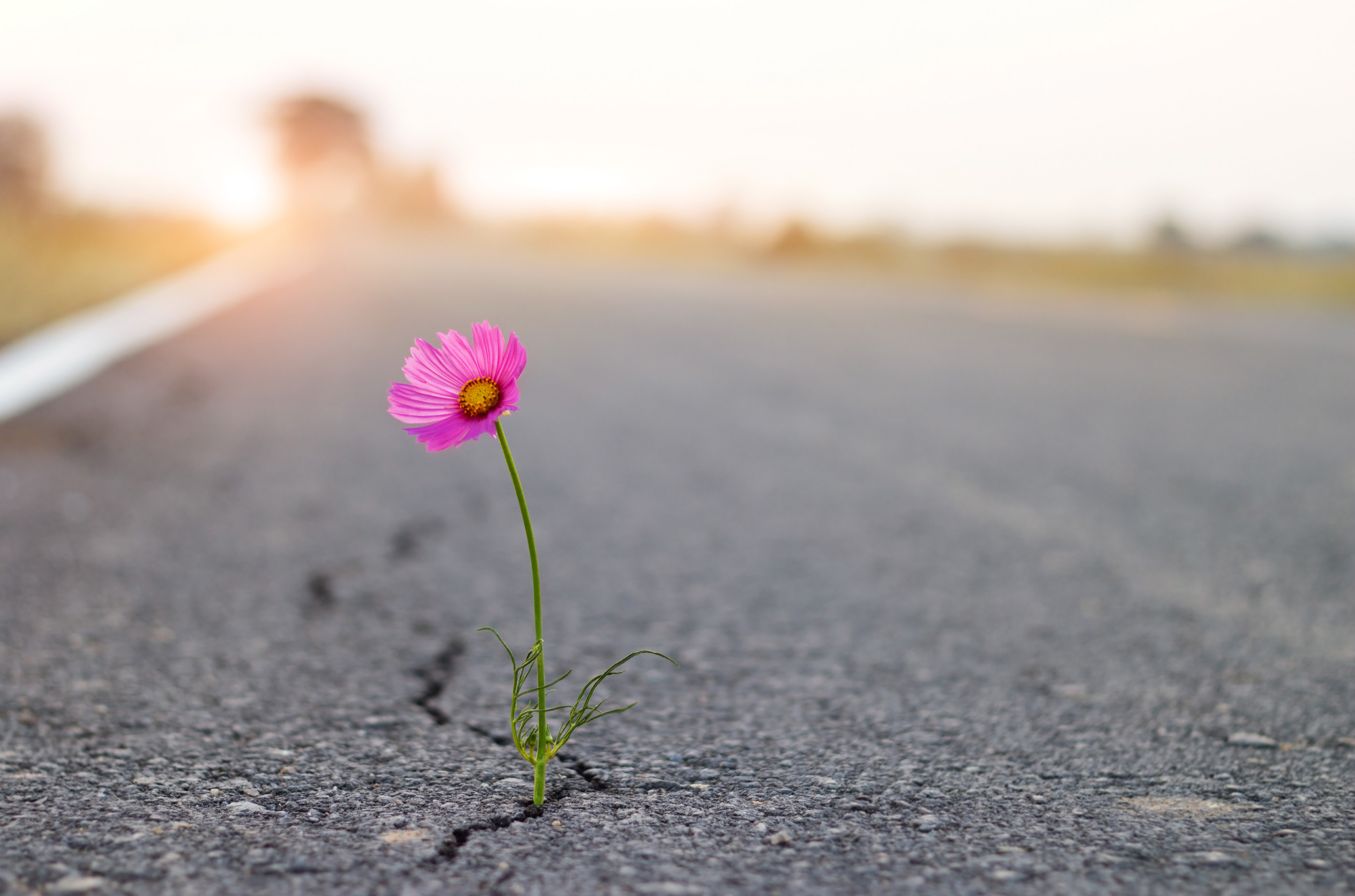 close up, purple flower growing on crack street background.