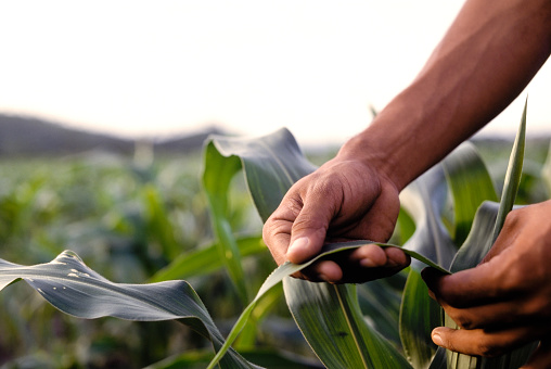 gettyimages-534555448-170667a Rugged farmer hands, holding a corn leaf just before sunset. Close-up shot with selective focus.